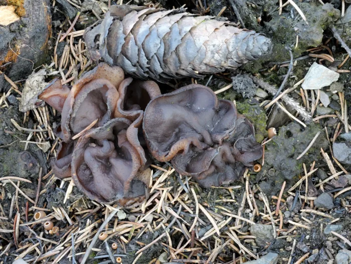 Plicaria endocarpoides &ndash; Gilbender Kohlenbecherling, sch&ouml;ne Gruppe auf einer Brandstelle