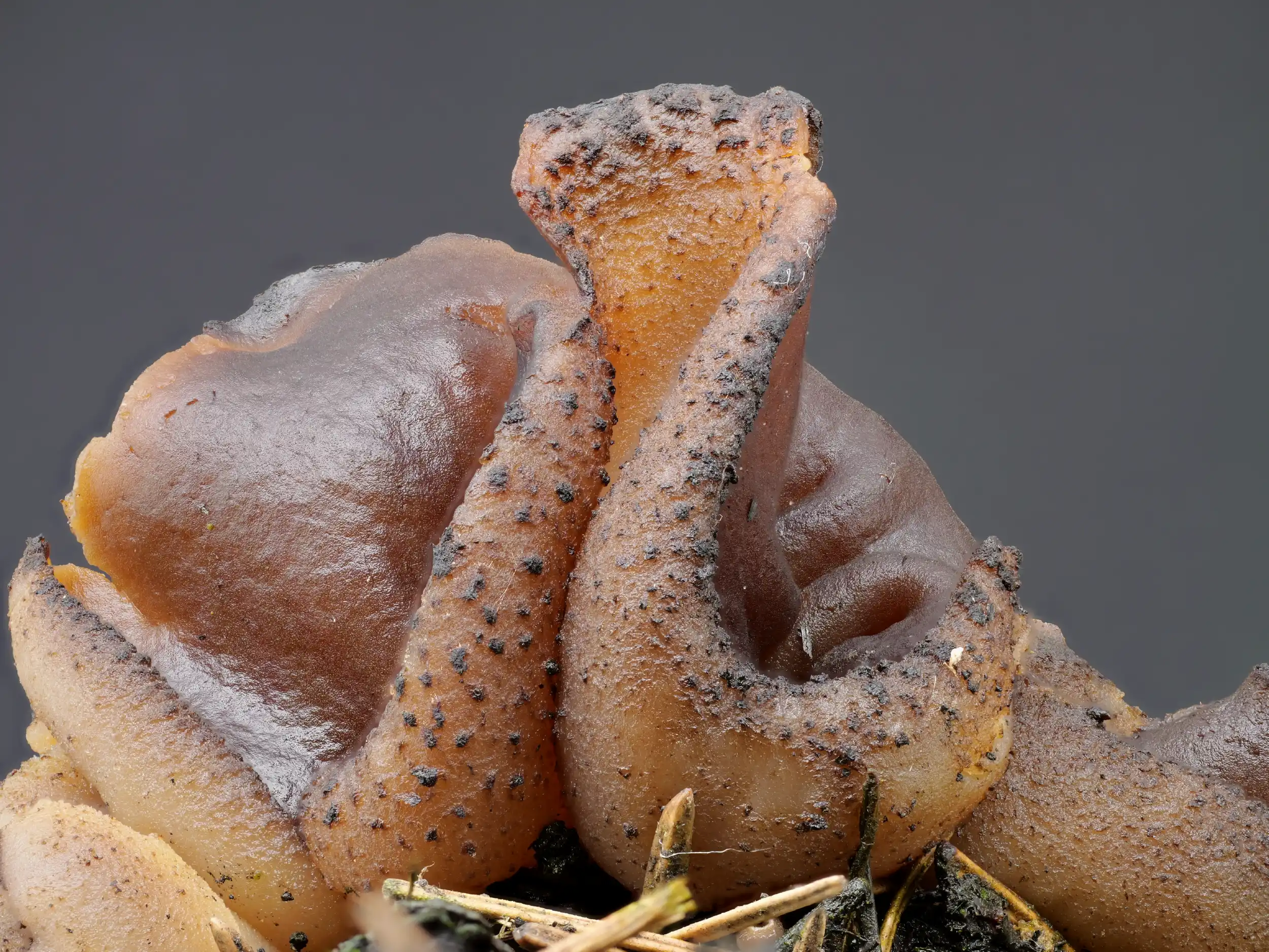 Plicaria endocarpoides – Gilbender Kohlenbecherling, Pilzschule-Vogtland