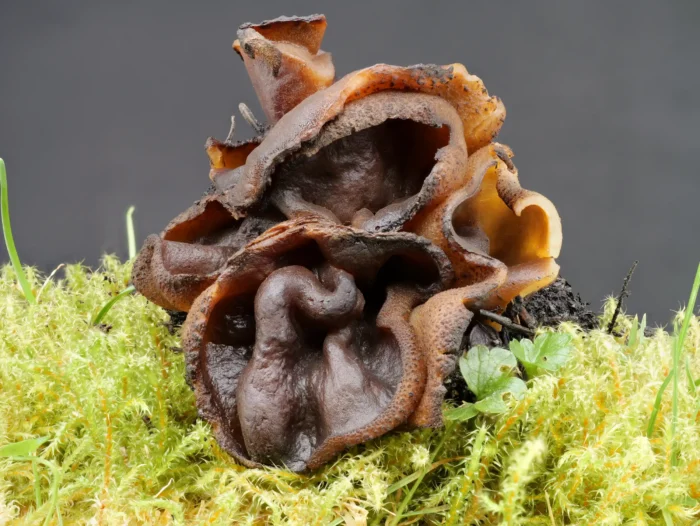 Plicaria endocarpoides &ndash; Gilbender Kohlenbecherling, ist ein sehr seltener Fund