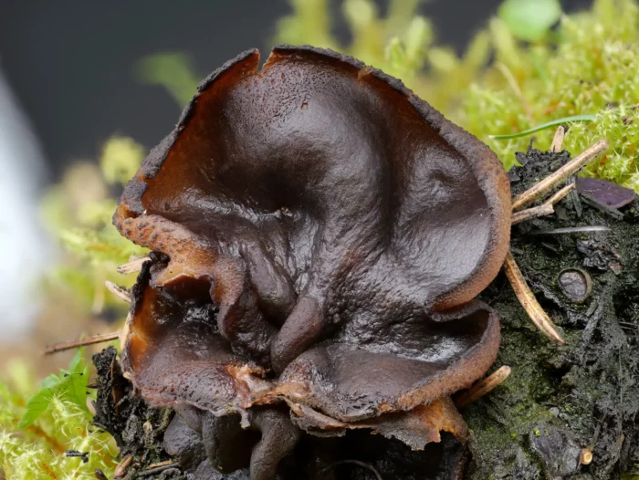 Plicaria endocarpoides &ndash; Gilbender Kohlenbecherling, die Becher sind innen grob geadert