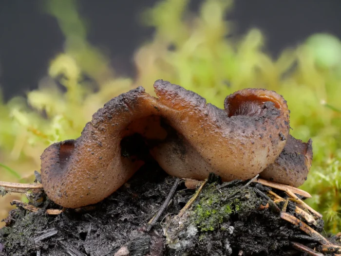 Plicaria endocarpoides &ndash; Gilbender Kohlenbecherling, au&szlig;en gilbt der Pilz