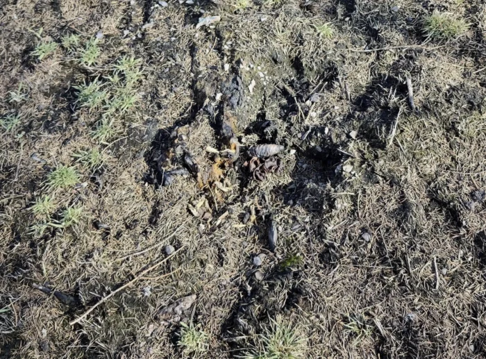 Plicaria endocarpoides &ndash; Gilbender Kohlenbecherling, Fundort auf einer Brandstelle