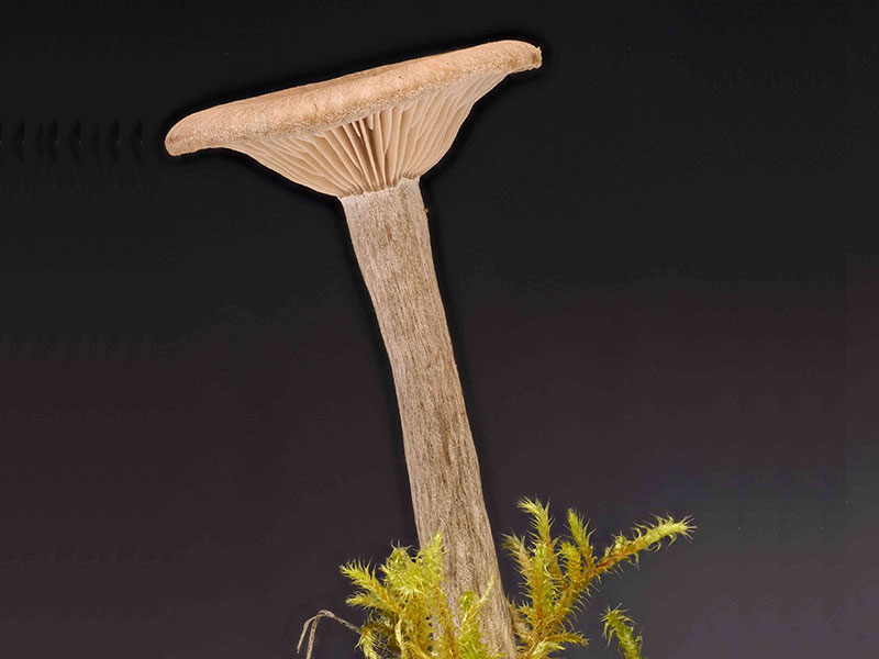 Pseudoclitocybe cyathiformis – Kaffeebrauner Gabeltrichterling