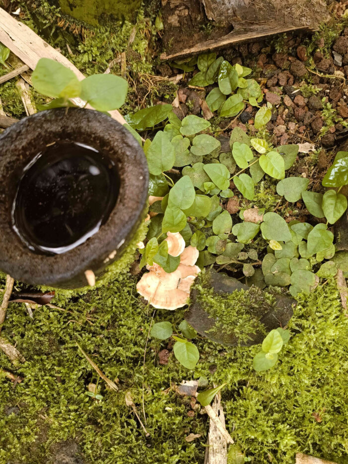 Rigidoporus microporus &ndash; ein Schichtpilz aus dem Gondwanaland, der Fund ist von der Art her best&auml;tigt
