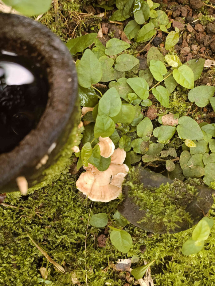 Rigidoporus microporus &ndash; ein Schichtpilz aus dem Gondwanaland, ein tropischer Pilz im Zoo Leipzig