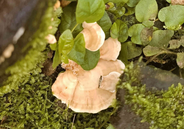 Rigidoporus microporus &ndash; ein Schichtpilz aus dem Gondwanaland, besser war der Pilz nicht zu knipsen