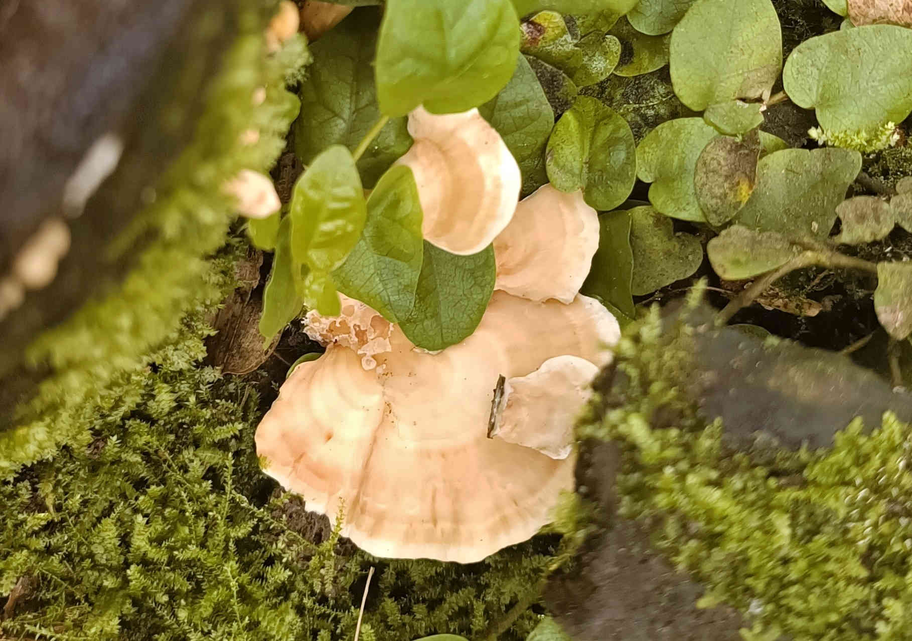 Rigidoporus microporus – ein Schichtpilz aus dem Gondwanaland, Pilzschule-Vogtland