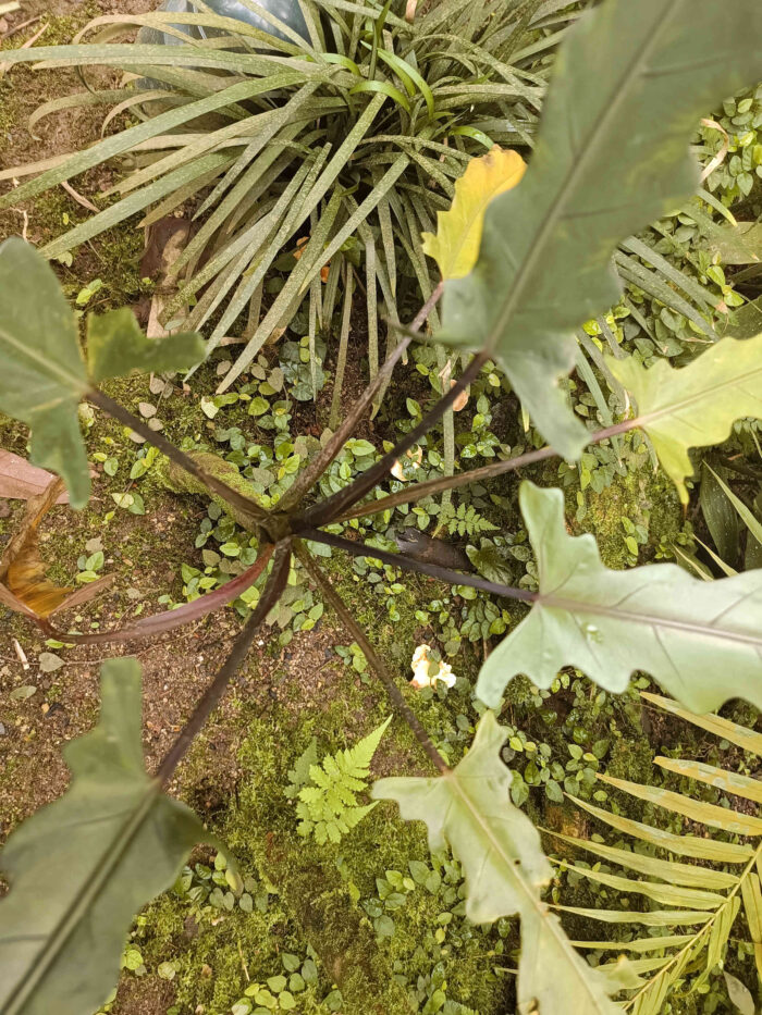 Rigidoporus microporus &ndash; ein Schichtpilz aus dem Gondwanaland, es war sehr schlecht, heranzukommen