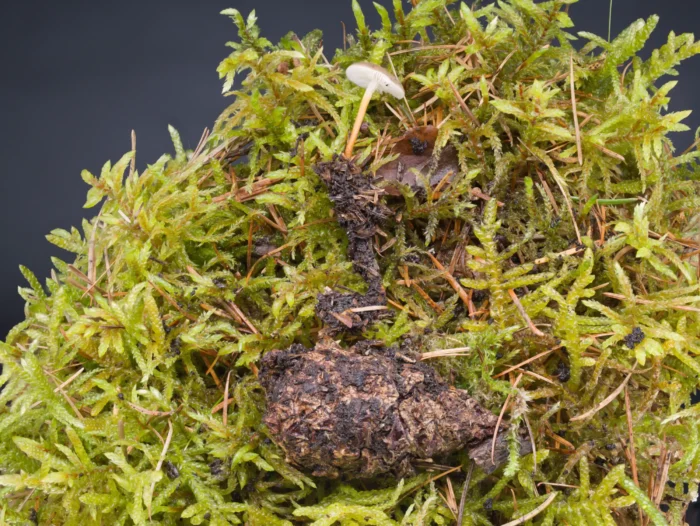 Strobilurus tenacellus &ndash; Bitterer Kiefernzapfenr&uuml;bling, unten der Kiefernzapfen, verbunden durch die Pseudorhiza, &bdquo;Wurzel&ldquo; des Pilzes.