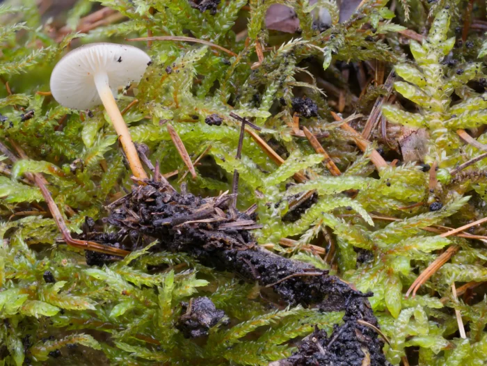 Strobilurus tenacellus &ndash; Bitterer Kiefernzapfenr&uuml;bling, typischer Fruchtk&ouml;rper, Stielspitze wei&szlig;, Stielbasis braungelb