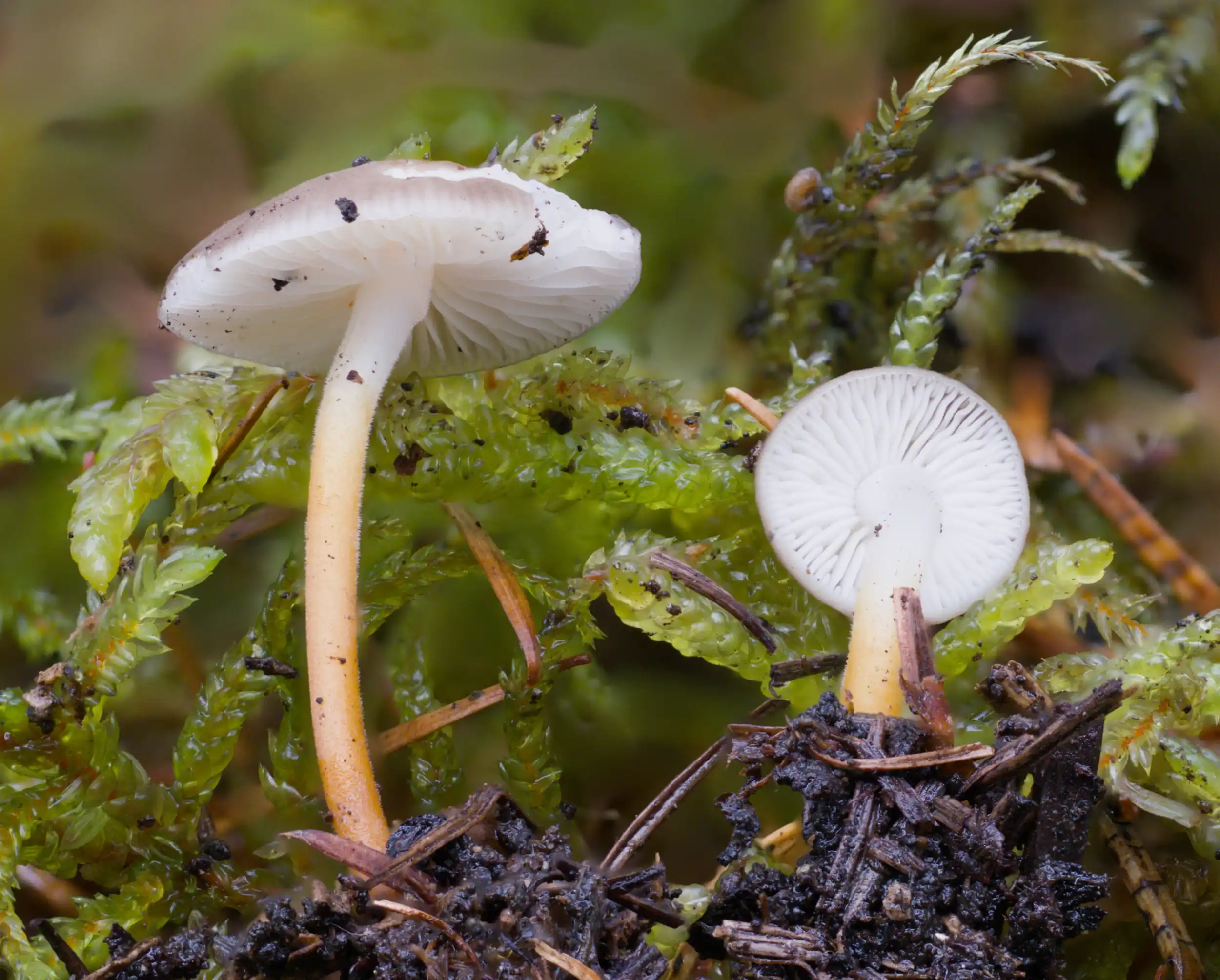 Strobilurus tenacellus – Bitterer Kiefernzapfenrübling, Pilzschule-Vogtland