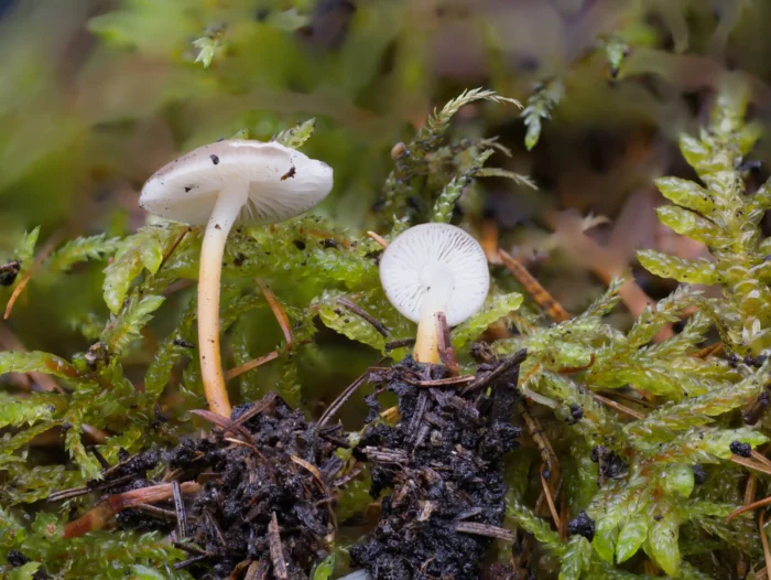 Strobilurus tenacellus &ndash; Bitterer Kiefernzapfenr&uuml;bling, Milder und Bitterer Kiefernzapfenr&uuml;bling unterscheiden sich nur mikroskopisch