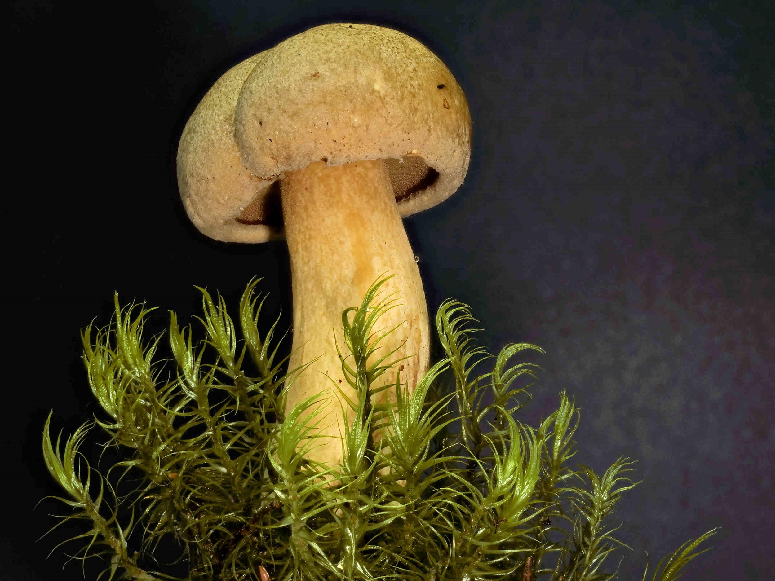 Suillus variegatus – Sand-Röhrling