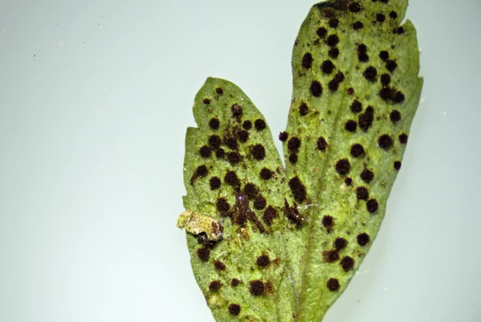 Tranzschelia anemones &ndash; Buschwindr&ouml;schen-Brand, Aetzien und Sporen