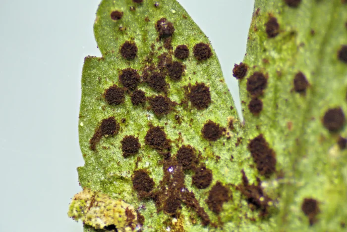 Tranzschelia anemones &ndash; Buschwindr&ouml;schen-Brand, Makroaufnahmen der Aetzien