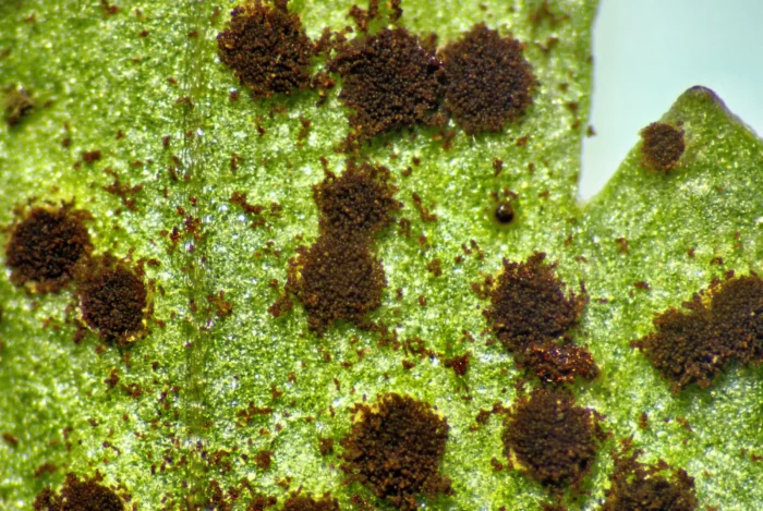 Tranzschelia anemones &ndash; Buschwindr&ouml;schen-Brand, Makroaufnahmen, man erkennt schon einzelne Sporen