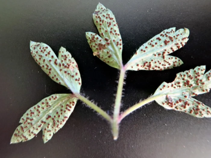 Tranzschelia anemones &ndash; Buschwindr&ouml;schen-Brand, befallenes Blatt mit Aetzien, daraus kommen die Sporen