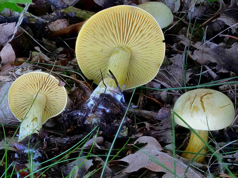 Tricholoma sulphureum – Gemeiner Schwefel-Ritterling