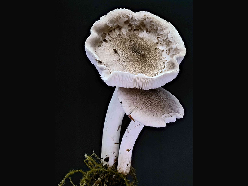 Tricholoma terreum – Mausgrauer Erdritterling