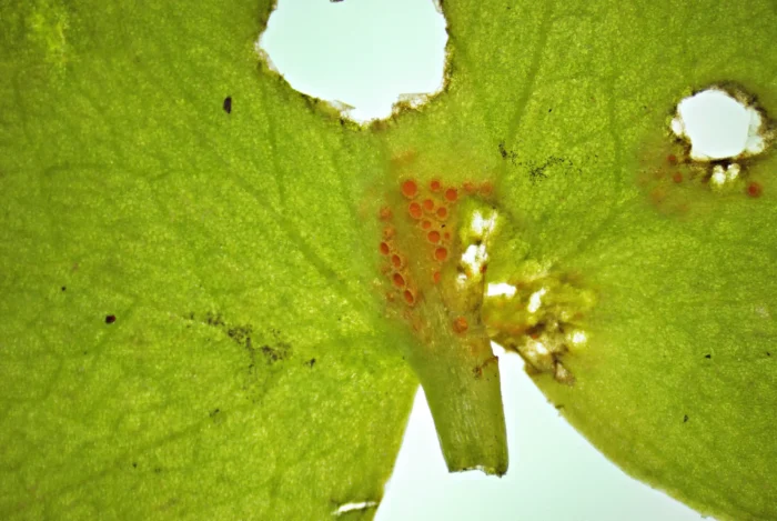 Uromyces poae &ndash; Scharbockskraut-Rostpilz, Schadbild an einem Blatt