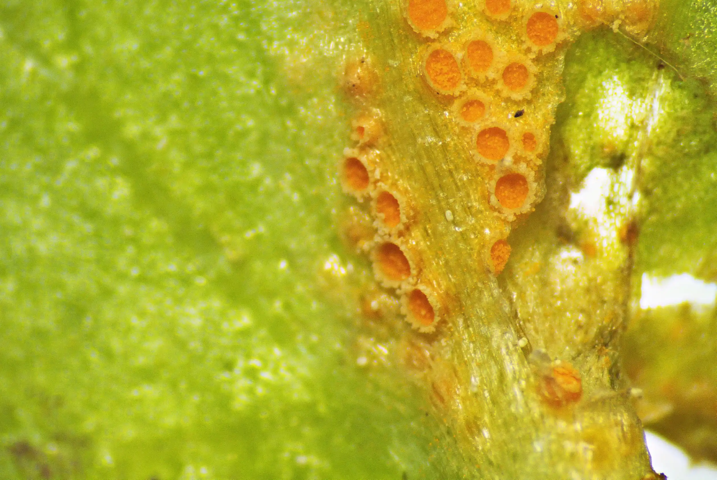 Uromyces poae – Scharbockskraut-Rostpilz, Pilzschule-Vogtland