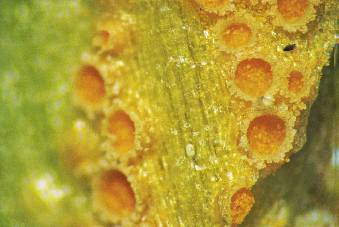 Uromyces poae &ndash; Scharbockskraut-Rostpilz, Gruppe von Aetzien, aus welchen die Pollen fallen