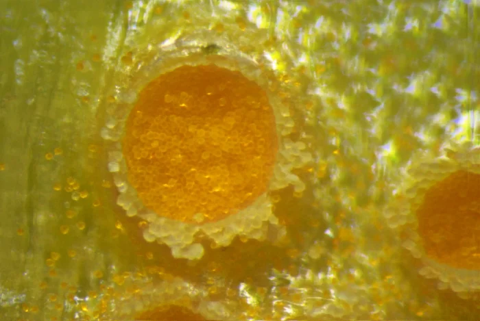 Uromyces poae &ndash; Scharbockskraut-Rostpilz, die Aetzie hat 1,5 mm Durchmesser