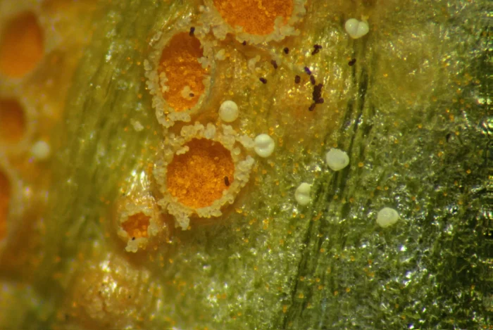 Uromyces poae &ndash; Scharbockskraut-Rostpilz, die gelben K&ouml;rner sind Fichtenpollen