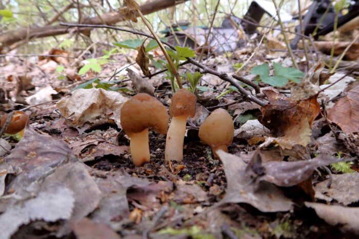 Verpa conica &ndash; Fingerhut-Verpel, leider die einzigen Exemplare am Fundort