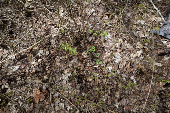 Verpa conica &ndash; Fingerhut-Verpel, Dreiergruppe vor dem Geb&uuml;sch