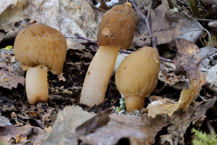 Verpa conica &ndash; Fingerhut-Verpel, die Pilze sind typische Fr&uuml;hjahrs&shy;pilze