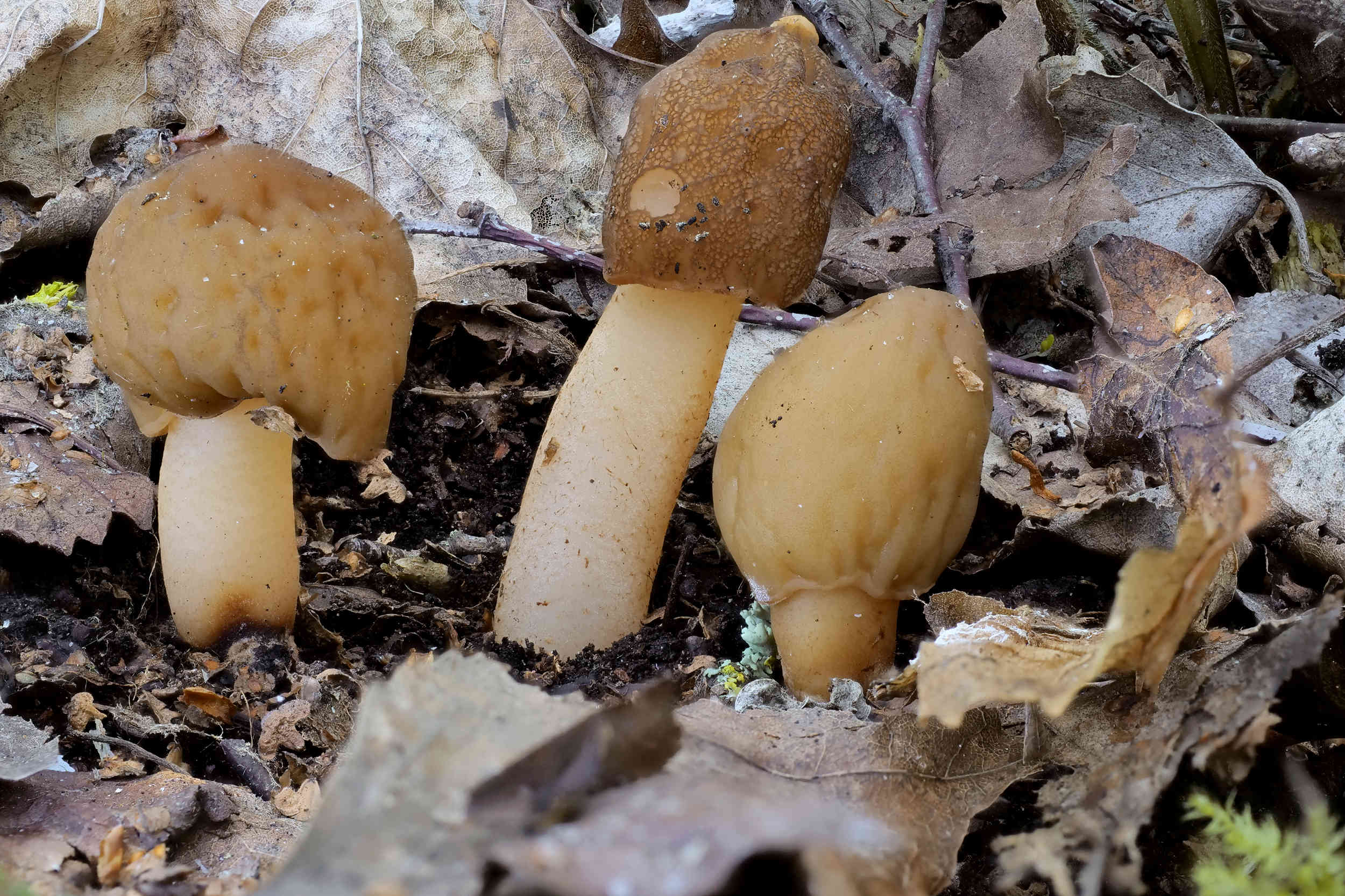 Verpa conica – Fingerhut-Verpel, Pilzschule-Vogtland