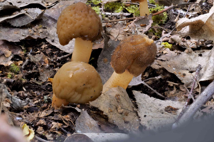 Verpa conica &ndash; Fingerhut-Verpel, wird nur wenige Zentimter hoch