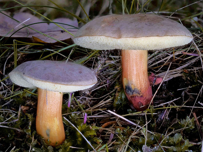 Xerocomellus pruinatus – Bereifter Rotfußröhrling