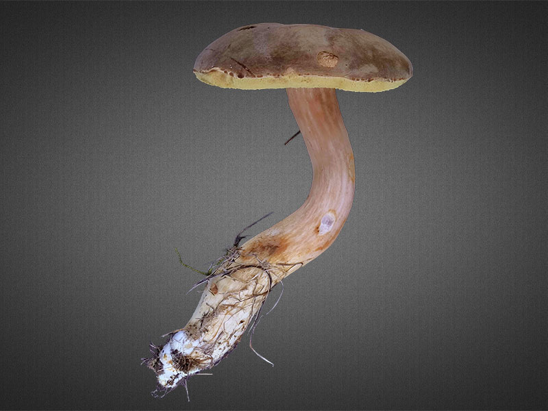 Xerocomus subtomentosus – Ziegenlippe