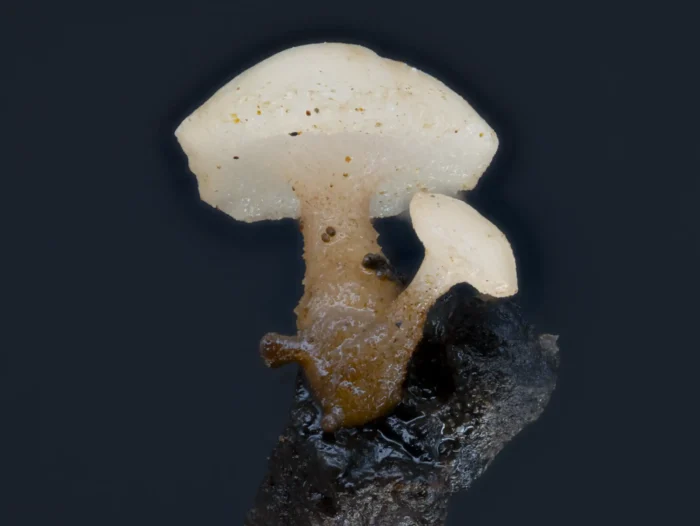 Cudoniella clavus &ndash; Wasserkreisling, dieser Pilz ist 3 mm gro&szlig;