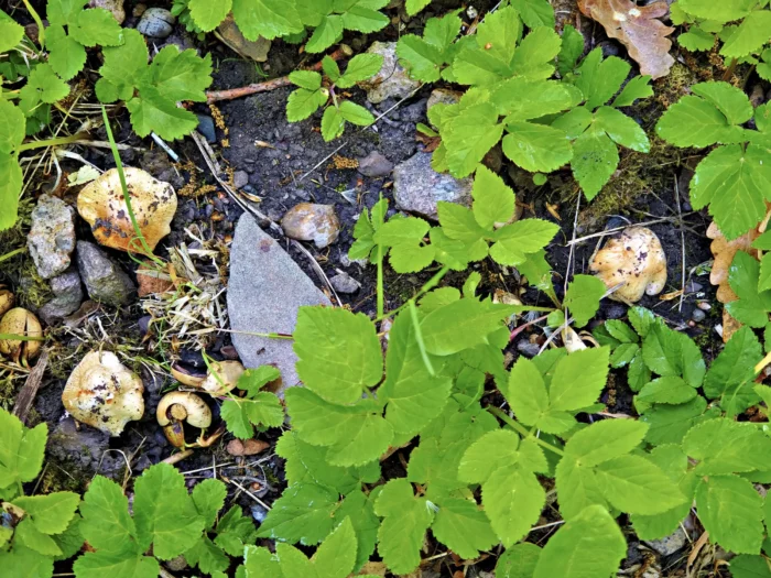 Inosperma erubescens &ndash; Ziegelroter Risspilz, Standorte sind n&auml;hrstoffreicher Boden, hier Humus