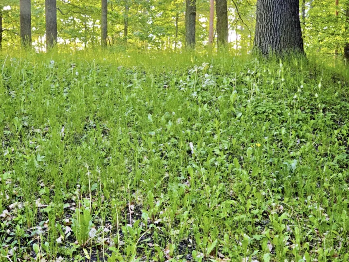 Inosperma erubescens &ndash; Ziegelroter Risspilz, Fundort: eine Wiese bei alten Eichen