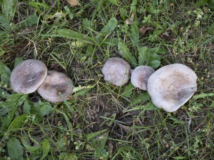 Lactarius circellatus &minus; Geb&auml;nderter Hainbuchen-Milchling, typisch die radialen Zonen auf dem Hut