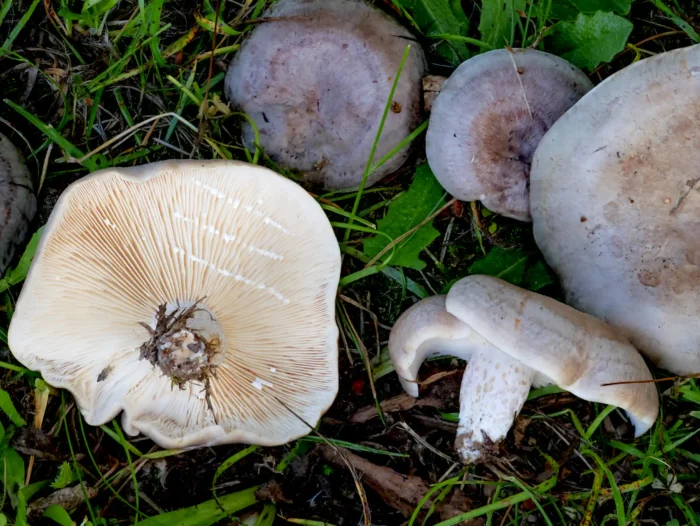 Lactarius circellatus &minus; Geb&auml;nderter Hainbuchen-Milchling, die Milch ist wei&szlig;, die Stiele k&ouml;nnen grubig sein