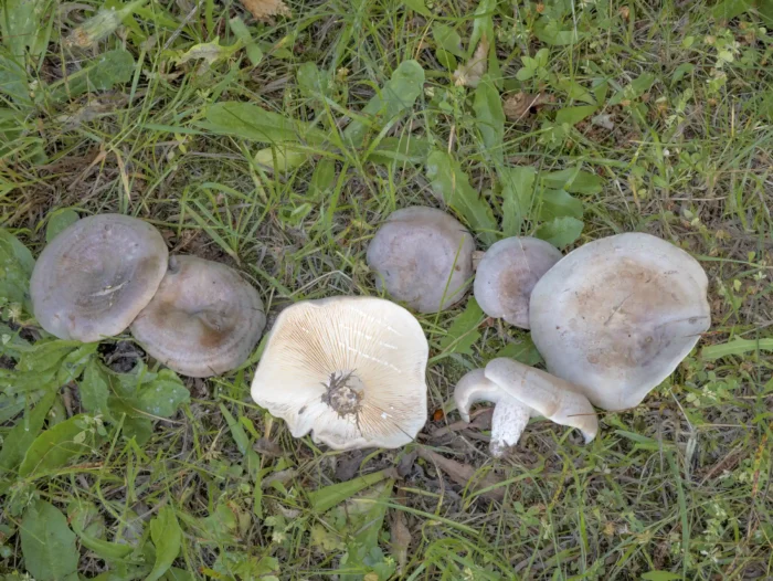 Lactarius circellatus &minus; Geb&auml;nderter Hainbuchen-Milchling, Gruppe mit allen typischen Merkmalen