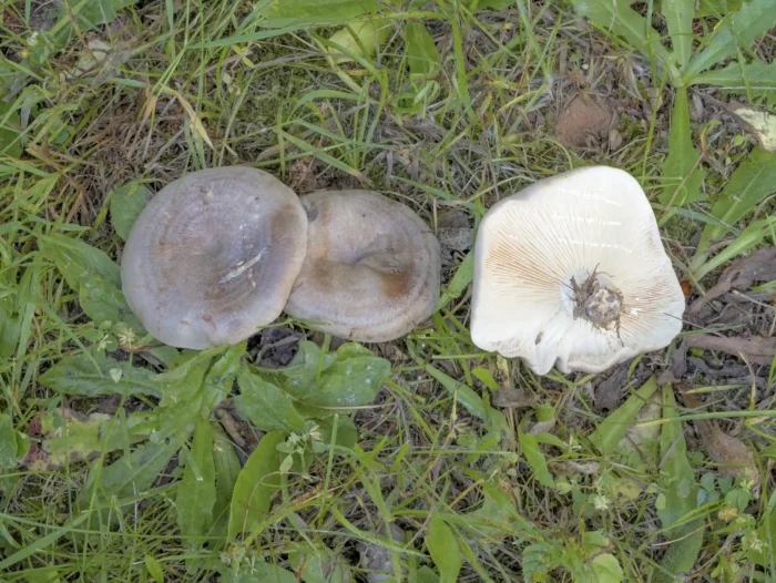 Lactarius circellatus &minus; Geb&auml;nderter Hainbuchen-Milchling, dichtestehende Lamellen mit Zwischenlamellen