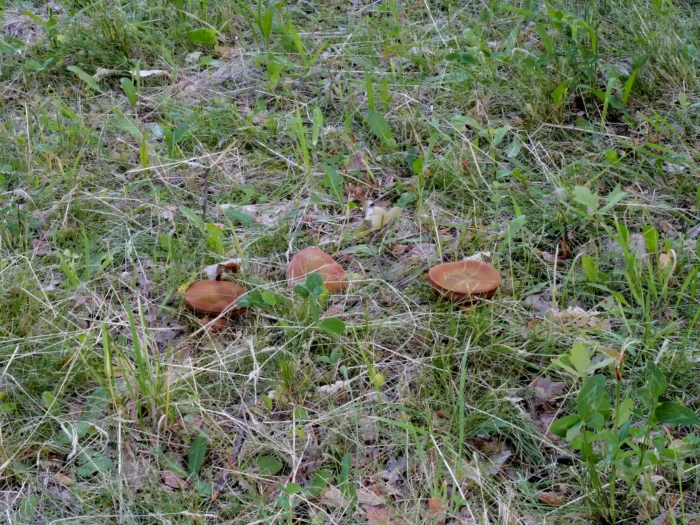 Suillellus mendax &ndash; Kurznetziger Hexenr&ouml;hrling, adulte Gruppe unter Eichen