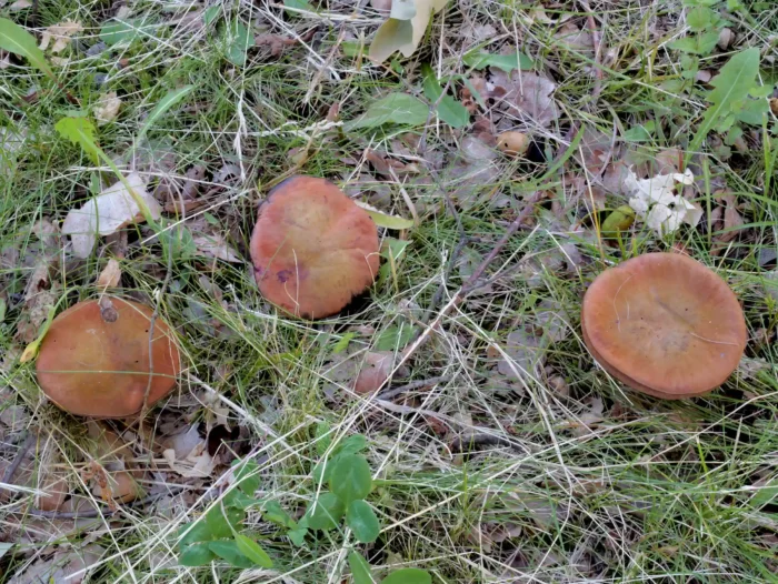 Suillellus mendax &ndash; Kurznetziger Hexenr&ouml;hrling, im Gegensatz zu anderen Hexenr&ouml;hrlingen hat der Hut Rott&ouml;ne