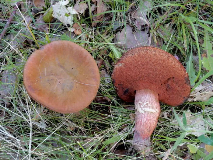 Suillellus mendax &ndash; Kurznetziger Hexenr&ouml;hrling, typisch das feine, langgezogene Netz am Stiel