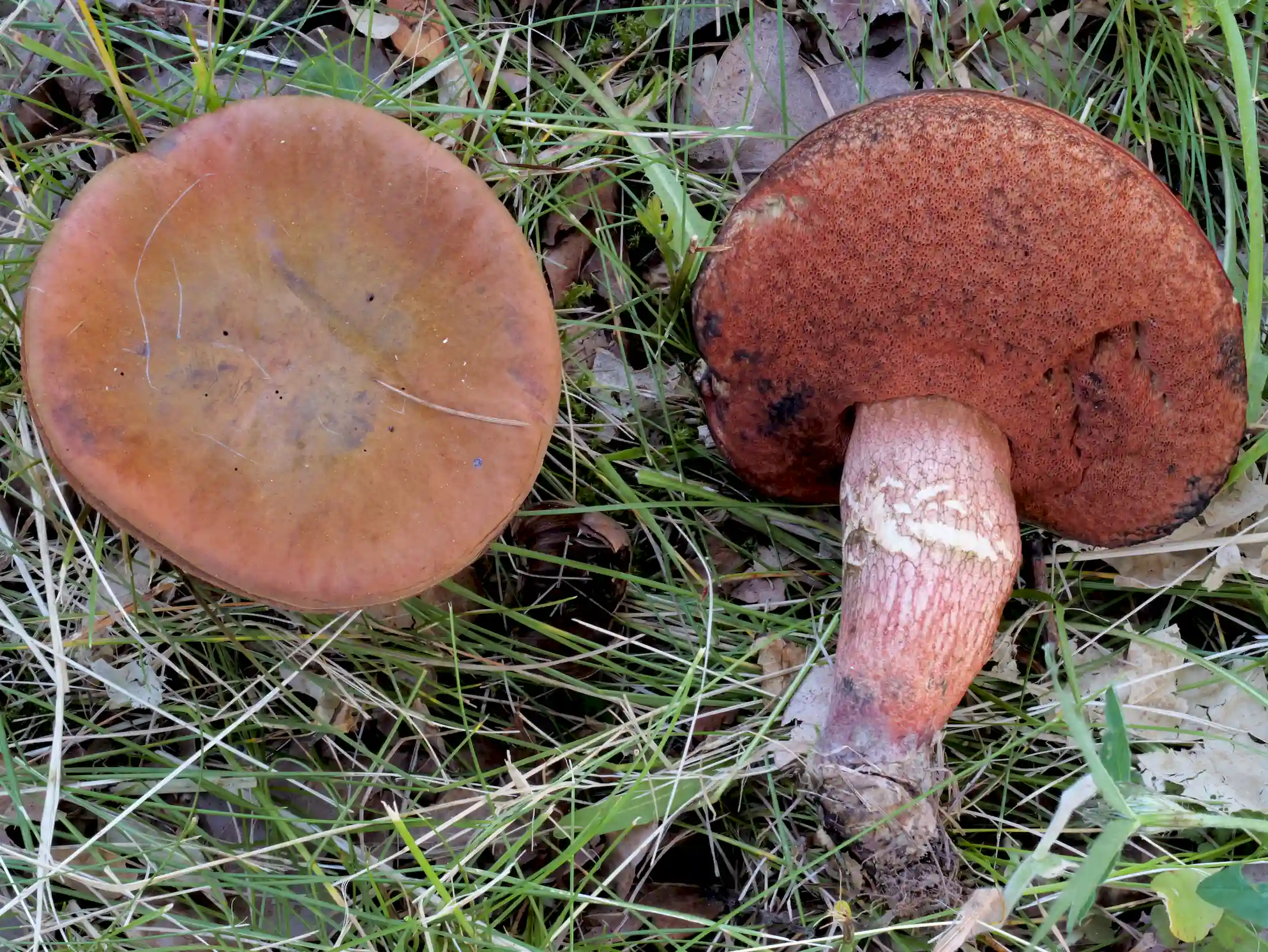 Suillellus mendax – Kurznetziger Hexenröhrling, Pilzschule-Vogtland