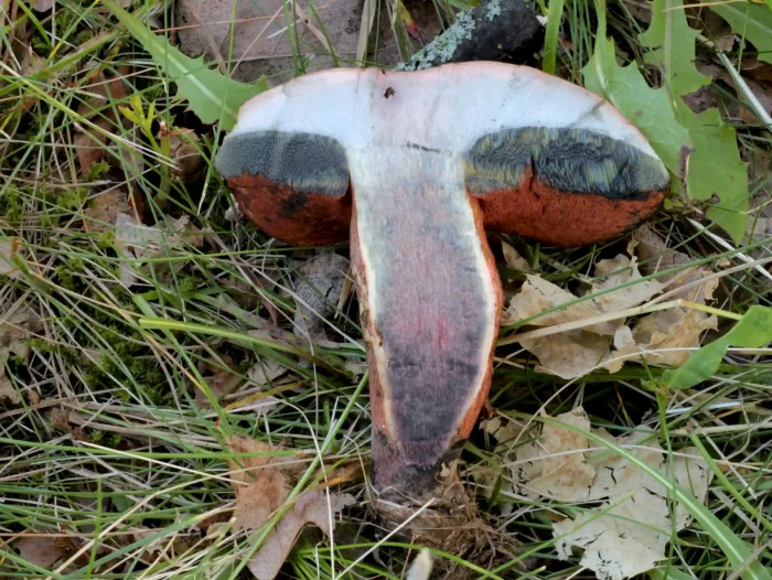 Suillellus mendax &ndash; Kurznetziger Hexenr&ouml;hrling, das Schnittbild zeigt die typische Rotf&auml;rbung im Stiel