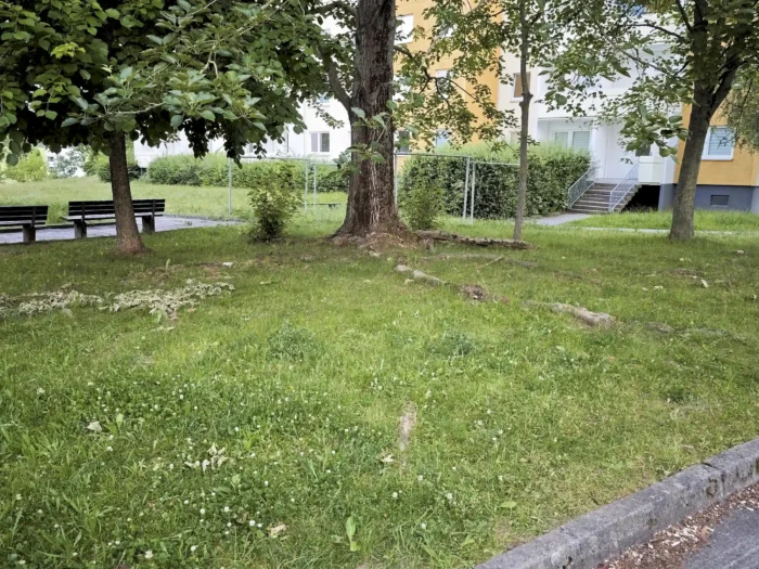 Volvariella bombycina &ndash; Wolliger Scheidling, Fundort bei einer Pappel mitten in einem Wohngebiet