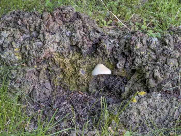 Volvariella bombycina &ndash; Wolliger Scheidling, w&auml;chst auf saprobiontisch Totholz von Laubb&auml;umen