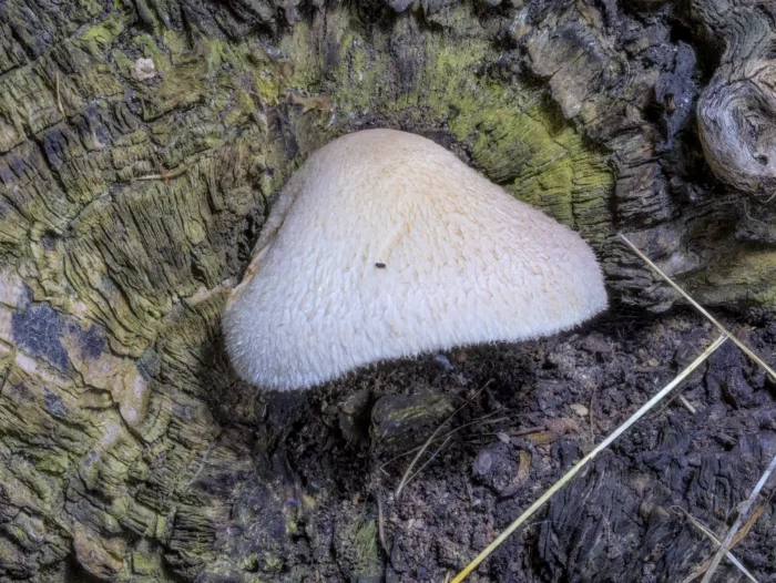 Volvariella bombycina &ndash; Wolliger Scheidling, namensgebend der wollige Hut